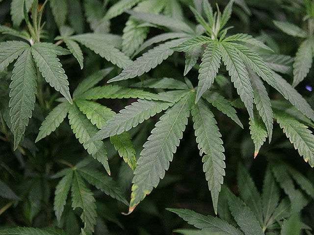 Полиция вернула владельцу 17 украденных кустов марихуаны