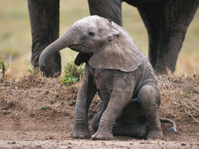 Новый хит YouTube: в кенийском заповеднике спасен упавший в яму слоненок
