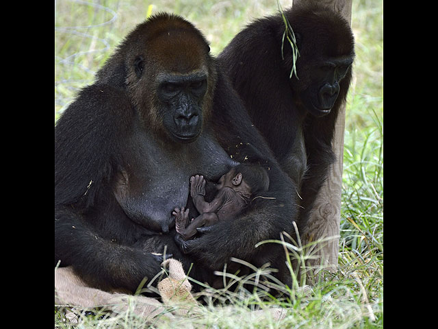 Бэби-бум в "Сафари": в зоопарке Рамат-Гана на свет появились детеныши гориллы