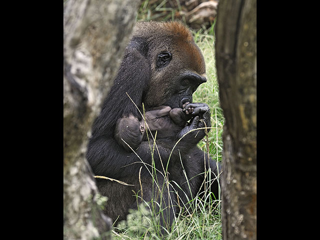 Бэби-бум в "Сафари": в зоопарке Рамат-Гана на свет появились детеныши гориллы