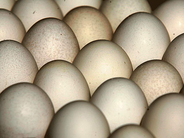 Житель Туниса умер, съев на спор 28 сырых яиц