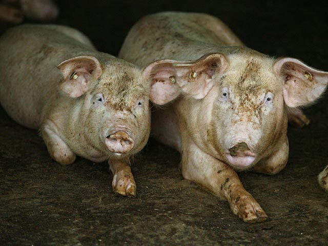 Крупнейший израильский свинарник закрыли за свинство