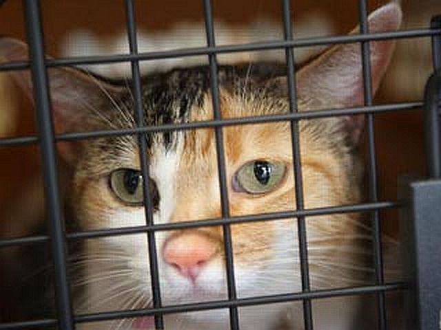 "Кот вряд ли заговорит": в бразильской тюрьме задержан необычный контрабандист