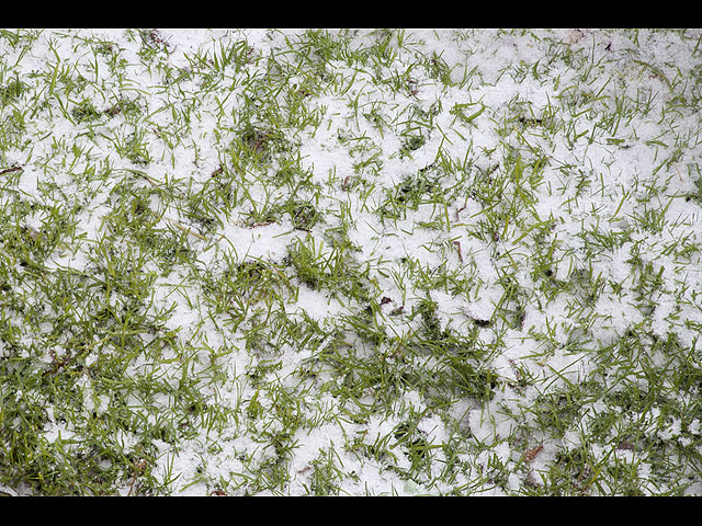 Утренний Цфат