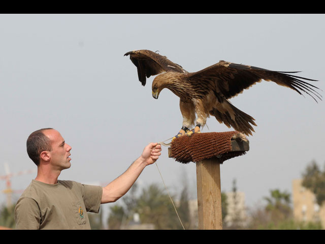 В рамат-ганском "Сафари" орла заново учат летать