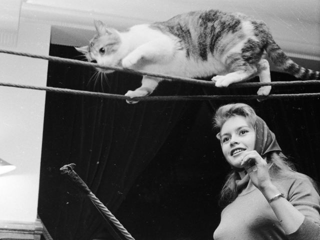 1955 год. Бриджит Бардо на съемках уговаривает кота пройти по канату