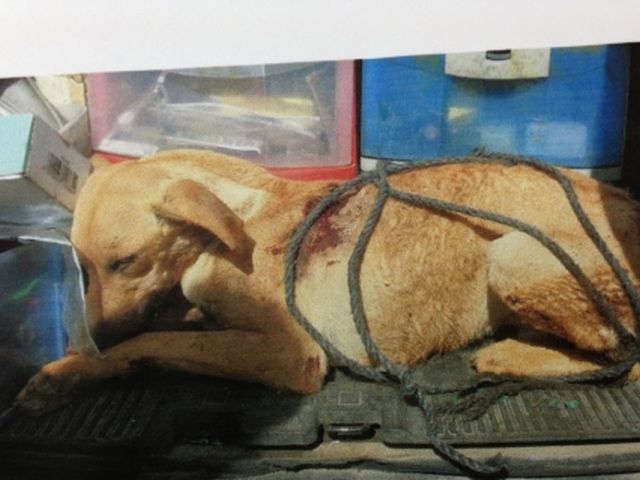 Арестован житель Кфар-Самия, заставивший собаку бежать на привязи за автомобилем