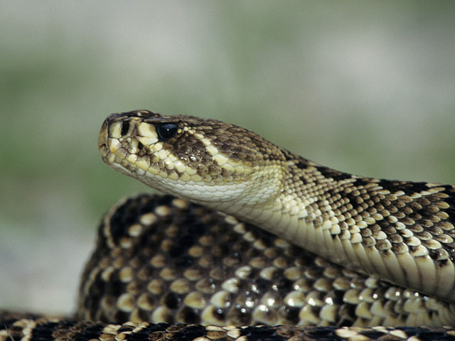 Ядовитая змея укусила подростка в районе Бейт-Шемеша