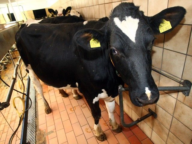 Правительство одобрило программу закрытия мелких молочных ферм