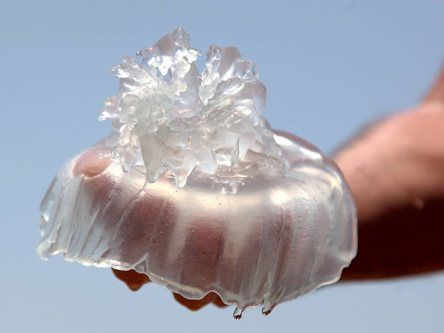 У берегов Израиля появились первые медузы