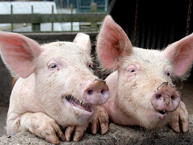 Фермер кормил свиней мариуханой и поил водкой: покупателям идея понравилась