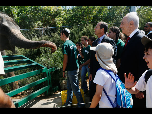 Нир Баркат и Шимон Перес около вольера со слонами