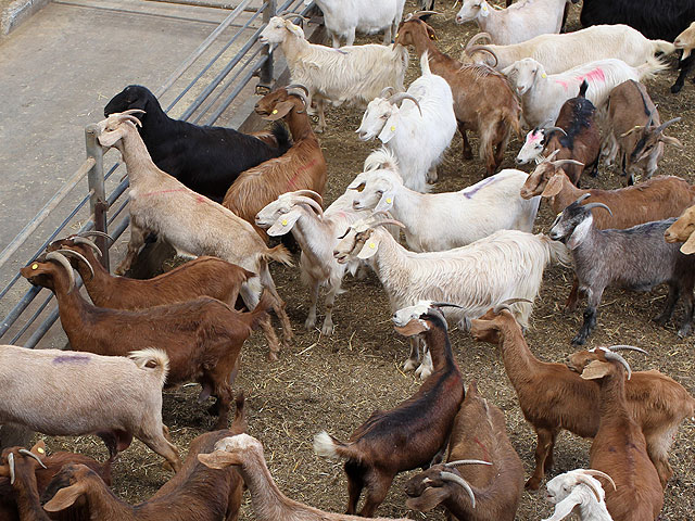 Контрабандисты незаметно для пограничников пригнали в Израиль 500 коз