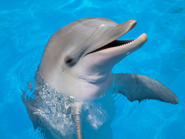 Шотландские ученые доказали, что дельфины общаются при помощи "имен"