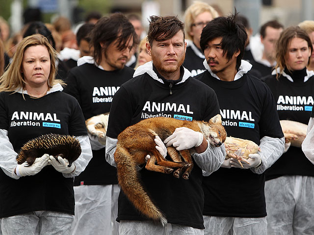 Animal Liberation: правозащитники показали австралийцам трупы животных