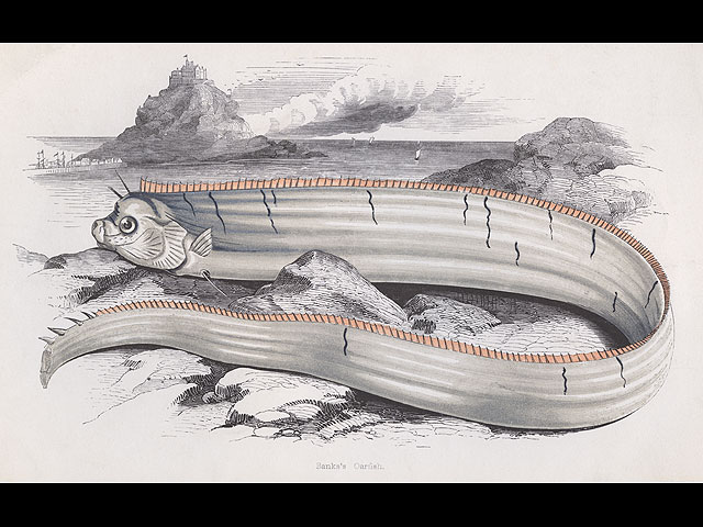 Пятиметровый "морской змей" вытащен из воды у побережья Калифорнии