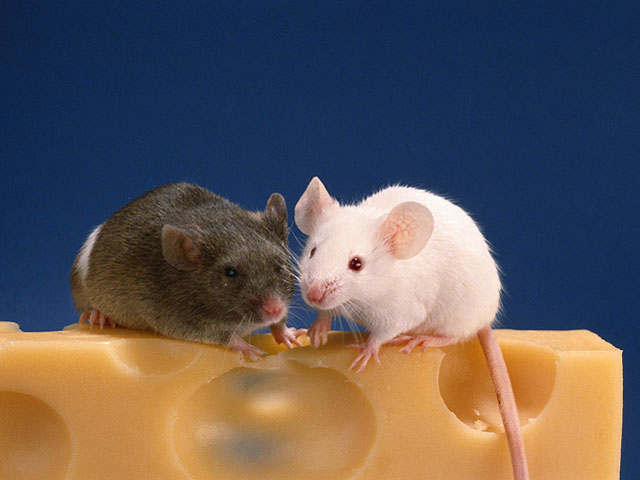 Ученые из института метаболизма в Кембридже обнаружили, что мыши, родившиеся без определенного участка ДНК &#8211; гена под названием KSR2 &#8211; легче набирают вес 