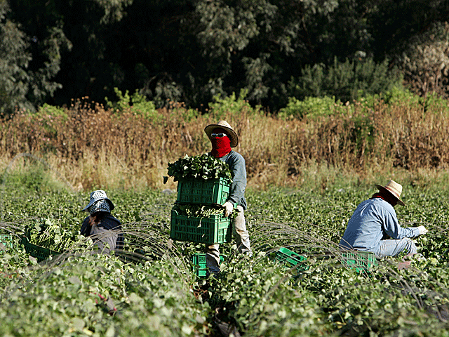 Фермерам временно запретили обрабатывать поля рядом с границей Газы