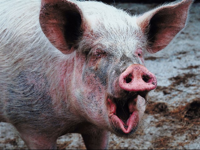 Жительницу Челябинской области загрызла свинья