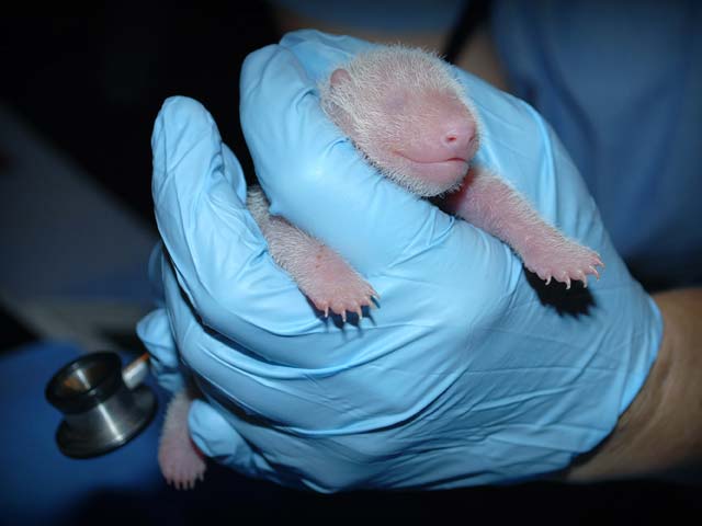Новорожденная гигантская панда