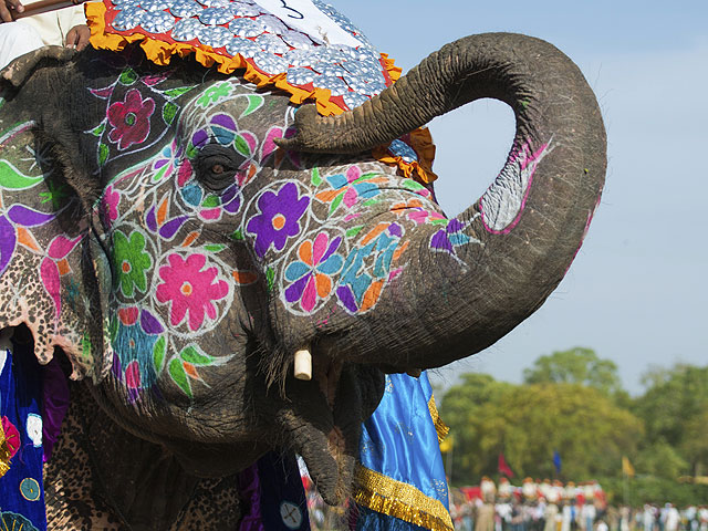 Субботние конкурсы красоты: среди слонов &#8211; в Непале, среди верблюдов &#8211; в ОАЭ
