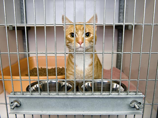 Четверо котят "совершили побег" из тюрьмы строгого режима Грейт Мидоу 