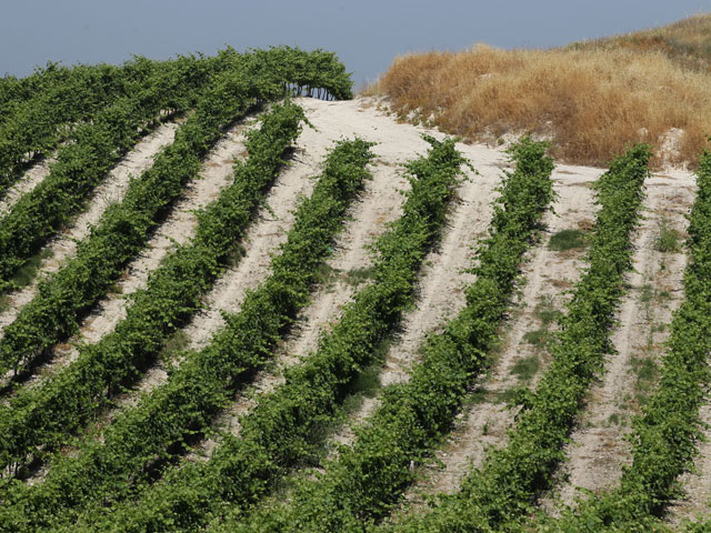 Сельскохозяйственные угодья на засушливой почве в Израиле