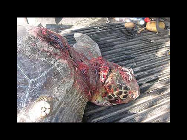 Защитники природы бьют тревогу: варварский отлов уничтожает морскую фауну