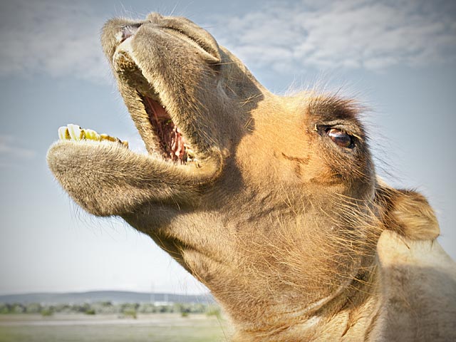 Специалисты тель-авивского университета провели исследование, призванное установить, когда древние обитатели Эрец-Исраэль начали использовать верблюдов в качестве домашних животных