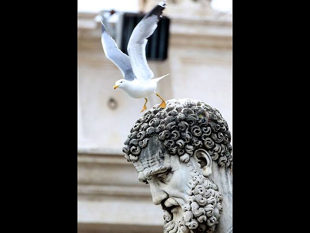 Чайка и ворона заклевали голубей мира папы Франциска