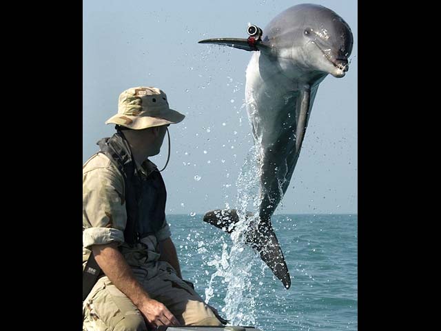 Боевой дельфин ВМС США в Персидском заливе. 2003 год