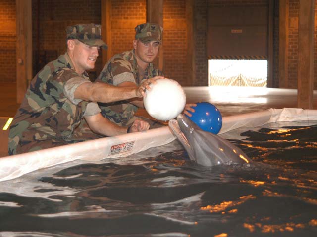 Тренировка дельфина на базе в США. 2005 год