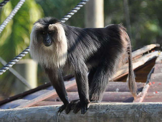 Два редких примата отправились из зоопарка "Хай Парк" в зоопарк Ростова-на Дону