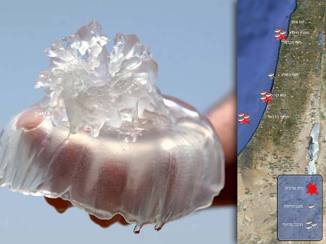 Начало купального сезона в Средиземном море: повышенная концентрация медуз