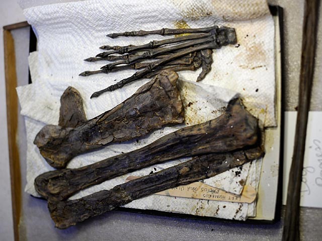 В Китае обнаружены останки рептилии, заполнившей пробел в эволюции
