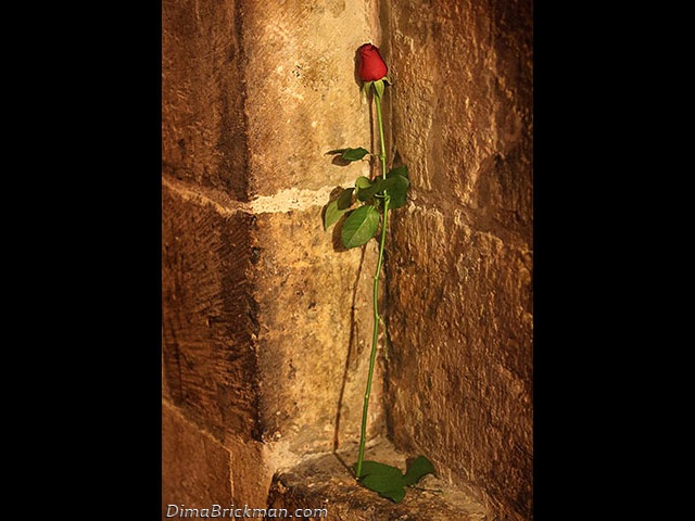 Интересно как можно словами прокомментировать образ розы, одиноко стоящей в углу в Храме Гроба Господня? Я, пожалуй, даже пытаться не буду