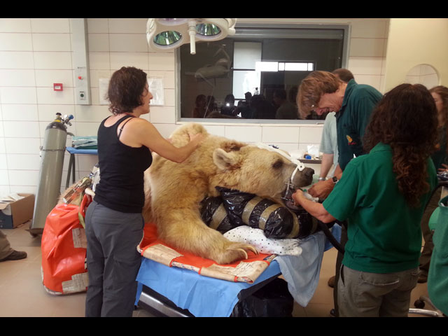 В Рамат-Гане медведю Манго сделали операцию на позвоночнике