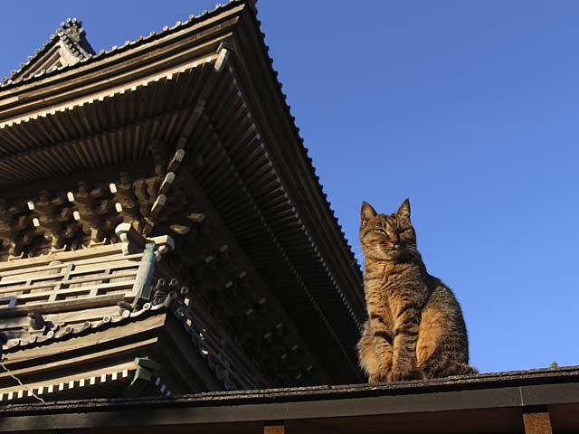 Чудо в Японии: кошка, пропавшая три года назад во время цунами, вернулась к хозяевам