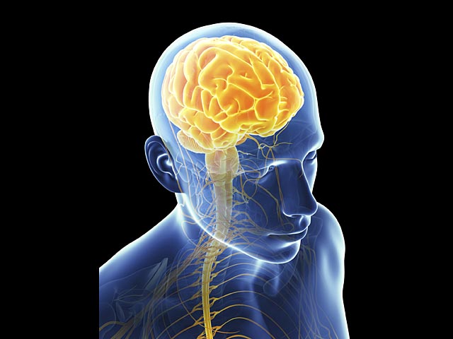 Ученые: поговорка "нутром чую" отражает реальную связь мозга и желудка