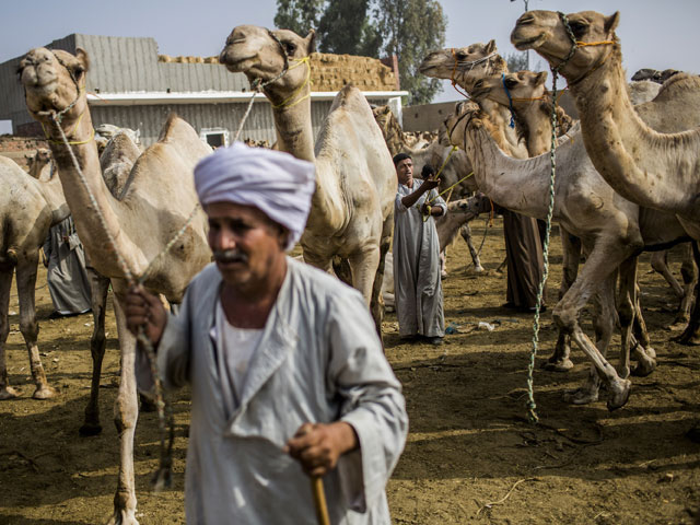 Саудовская Аравия запрещает импорт верблюдов из Африки  