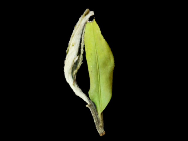 Белый Чай, помимо листочков, содержит в себе еще и почку, и поэтому является сильнейшим антиоксидантом