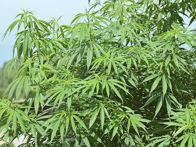 Ливан объявил войну плантациям марихуаны в долине Бекаа