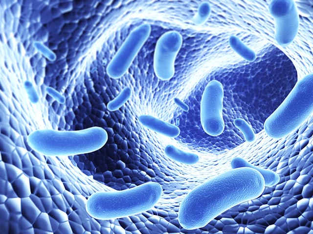 Биологи США: за кулинарные пристрастия отвечают кишечные бактерии