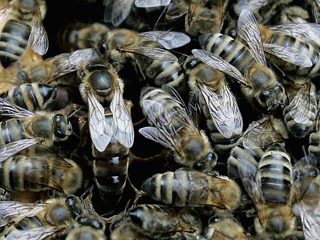 В одной из квартир Нью-Йорка нашли пристанище 50.000 пчел: хозяйка по ним скучает    