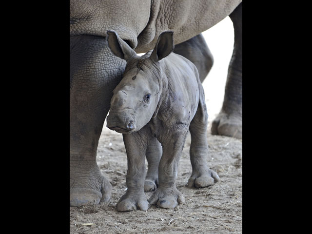 Новорожденный носорог в зоопарке Рамат-Гана. 3 сентября 2014 года