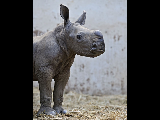Новорожденный носорог в зоопарке Рамат-Гана. 3 сентября 2014 года