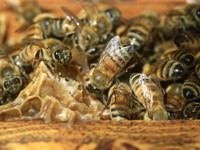 На юге Израиля погиб рабочий, искусанный пчелами  