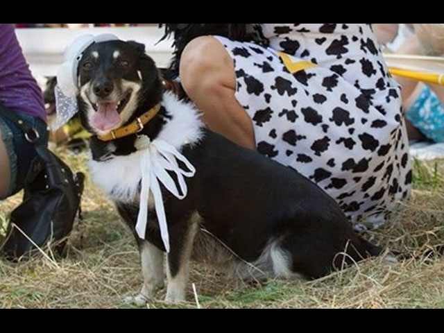 8 ноября в Кфар-Эс пройдет выставка-шоу беспородных собак и собак без родословных