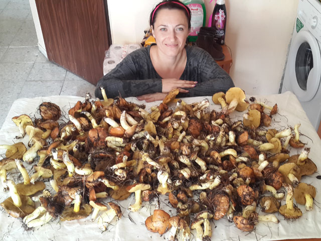  Урожай из лесов Кастеля