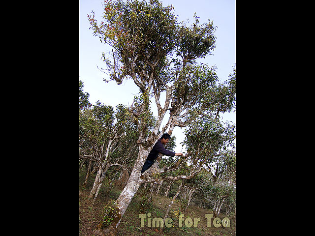 Сбор чая с древних деревьев Пуэр Ча 